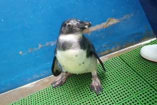 立ち姿はすっかりペンギンらしくなりました