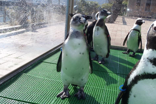 仲間のペンギン達と一緒でも威風堂々です！