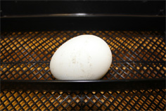 卵は直径約6.5㎝。鶏卵より少し大きいくらいです。
