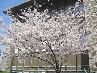 小さな木だった桜も15年で大きく育ちました。