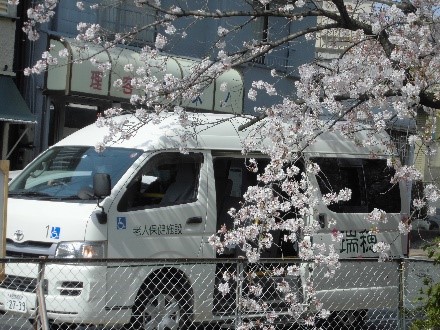 車でお花見に出かけました。