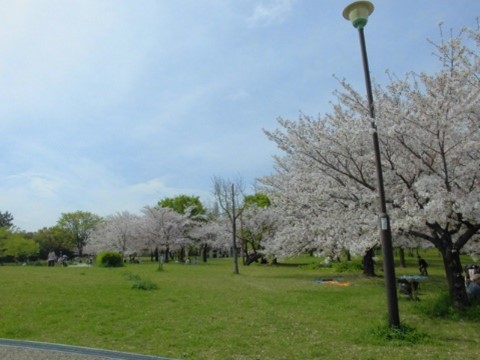 近くの公園は満開。お花見日和でした。