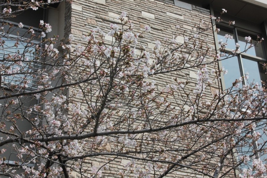 桜を見ると笑顔になりますね